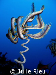 One of many feather stars along a wall off Kizimkazi, Zan... by Julie Rieu 
